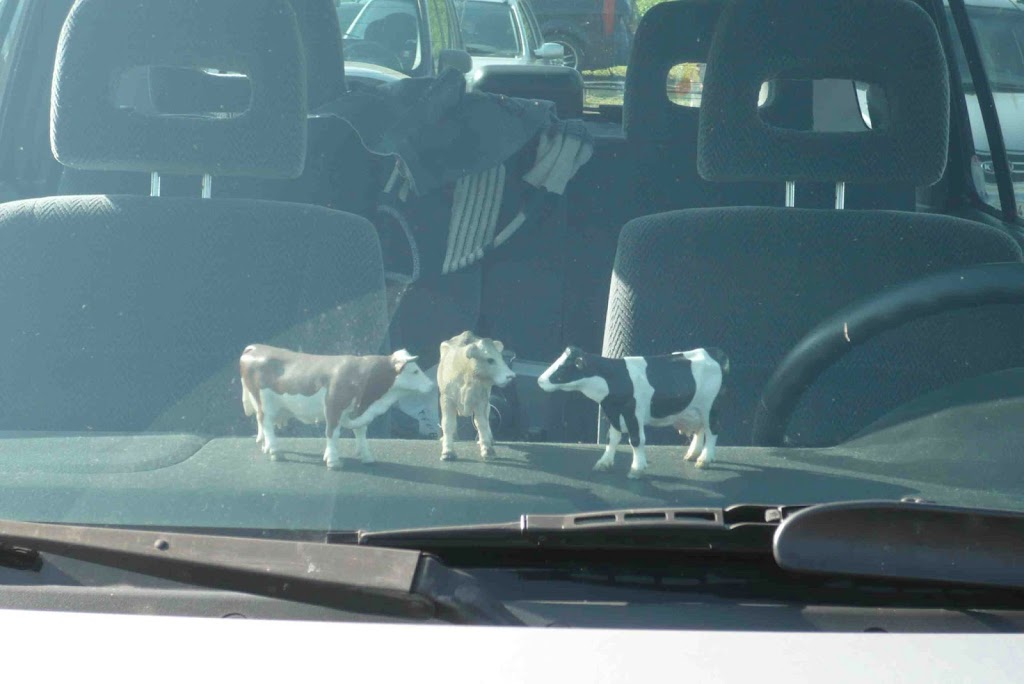 toupins, doses de taureaux américains & alouettes